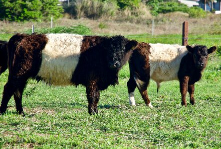 Breeding calf agriculture photo