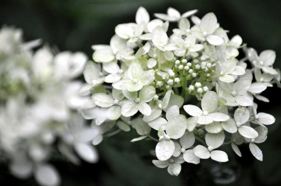 Bouquet white fresh
