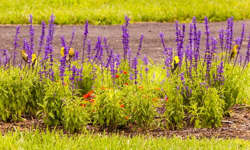 Blue salvia lantana garden photo