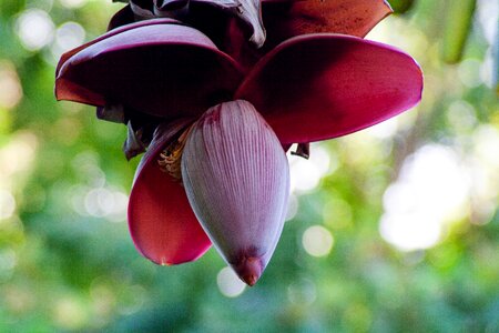 Plant tropical banana plant