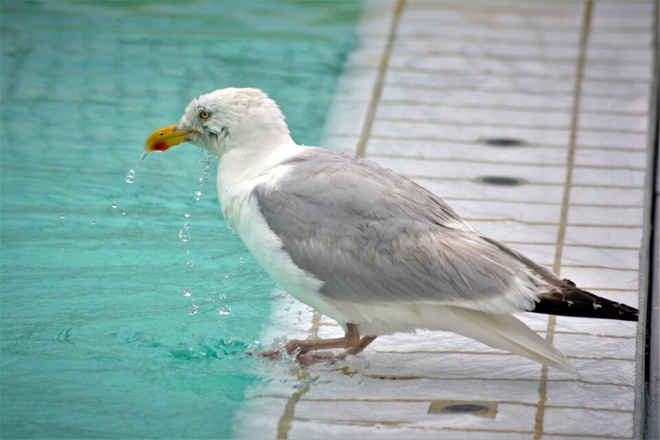 Swim drink bird