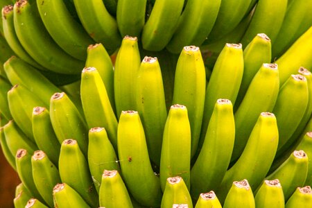 Plant tropical banana plant