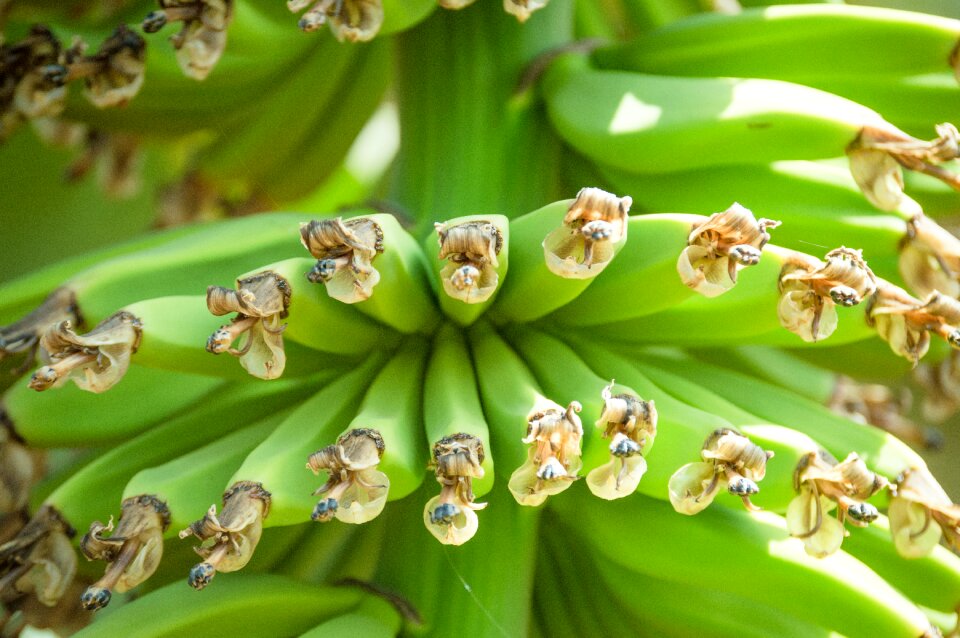 Yellow healthy fruits