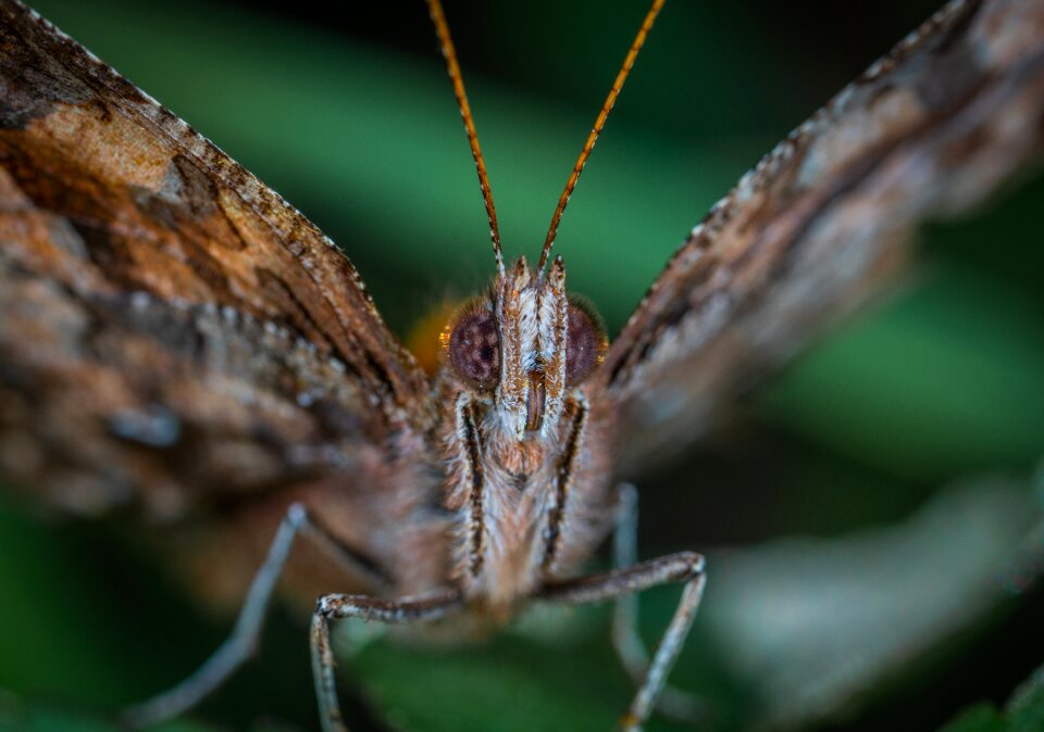 Butterfly lepidoptera macro