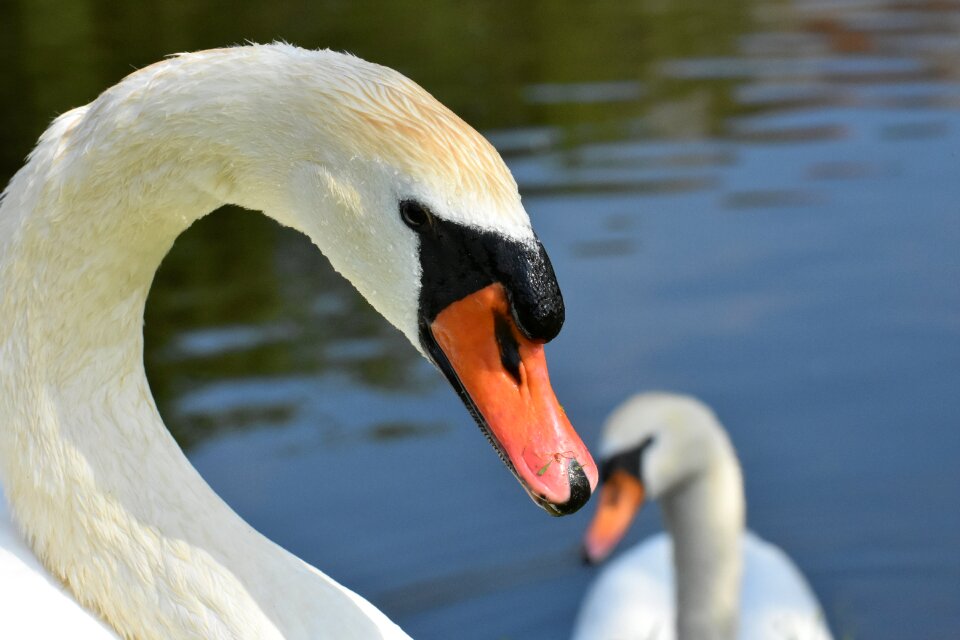 White animal world bird