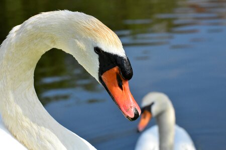 White animal world bird photo