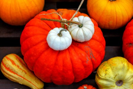 Halloween harvest thanksgiving photo