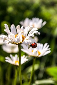 Macro nature red photo