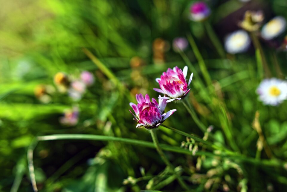 Plant bellis perennis wild flower