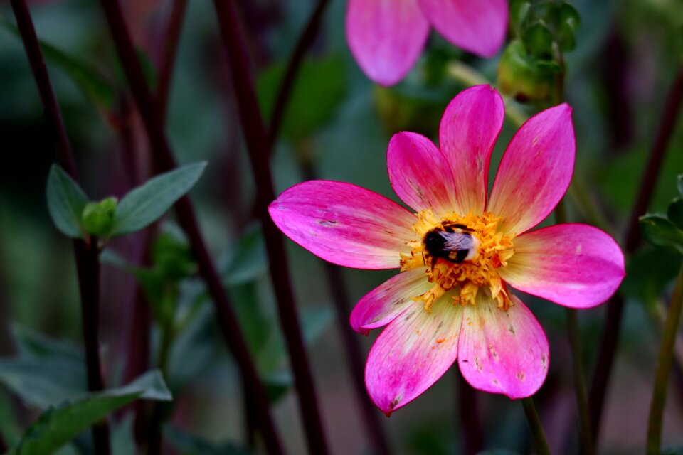 Bloom nature plant