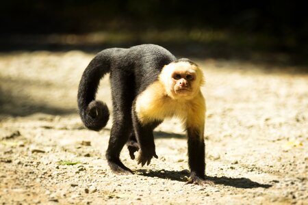 Costa rica monkey wild