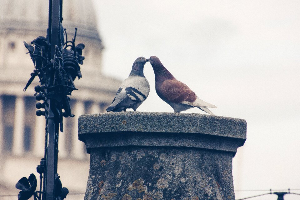 Love for animals nature pigeon pair