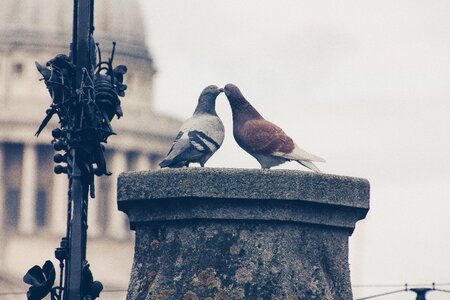 Love for animals nature pigeon pair photo
