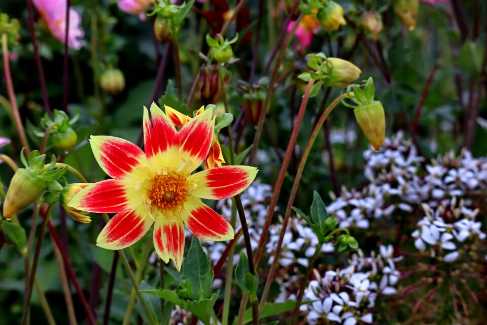 Nature plant autumn