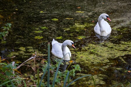 Waterfowl nature white