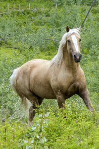 Animal mane mare photo