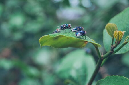 Fly autumn forest