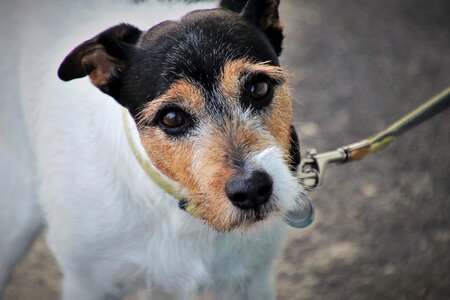 Animals spacer pet
