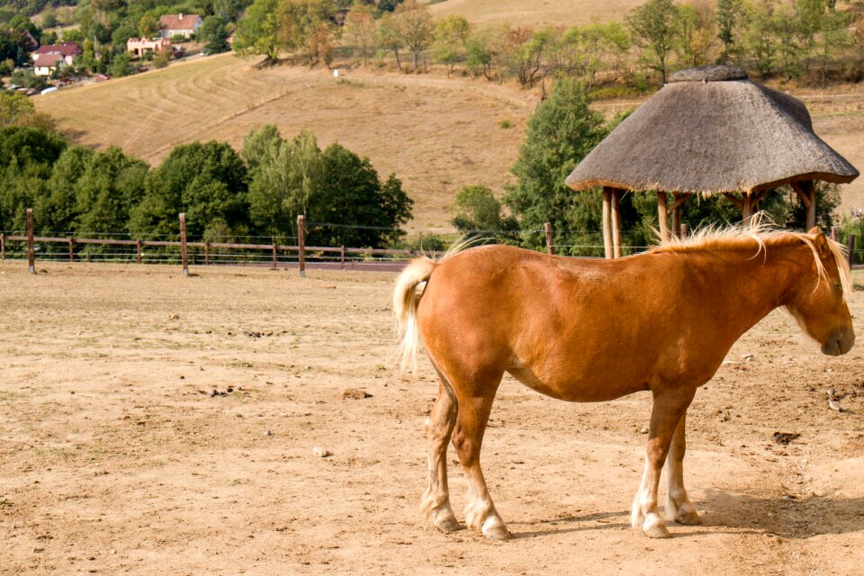 Landscape freedom pasture