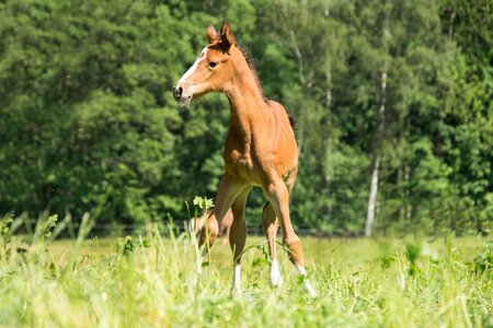 Sweet animal horse