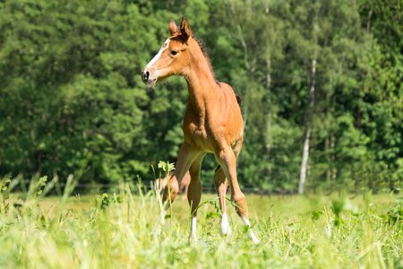 Sweet animal horse photo