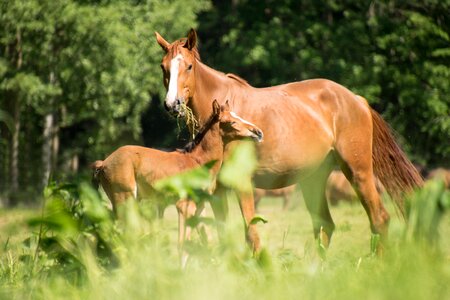 Mother animal grass