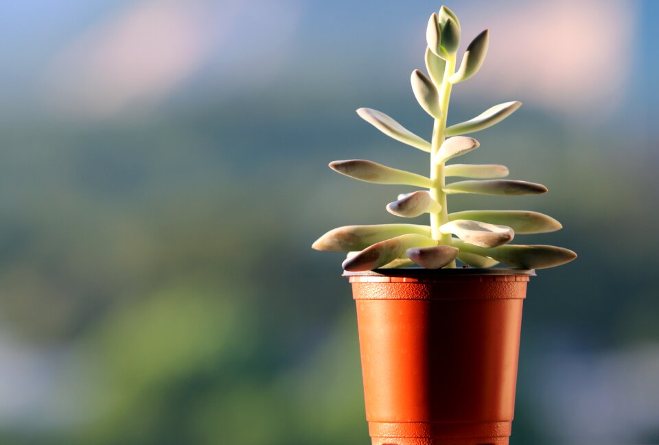 Succulent mini potted flower