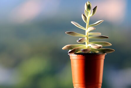 Succulent mini potted flower