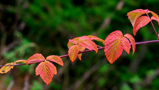 Red brown autumn color