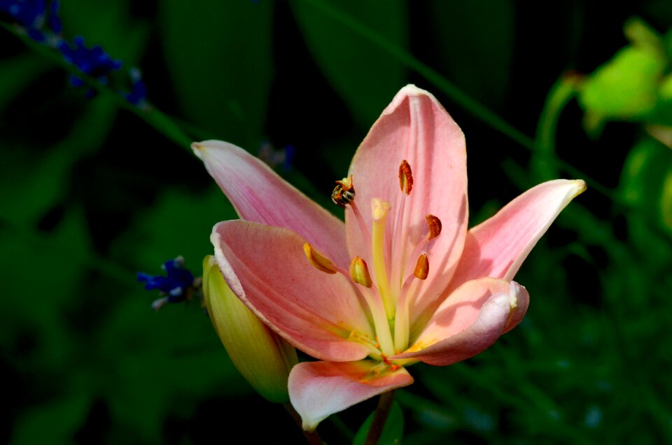 Blossom bloom plant