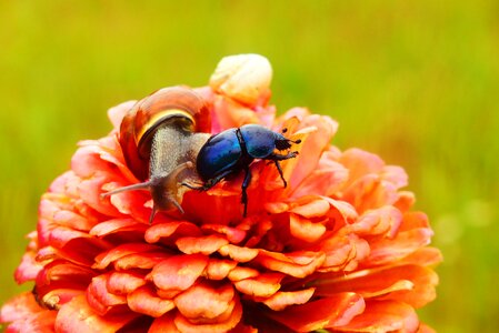 Molluscs flower animals