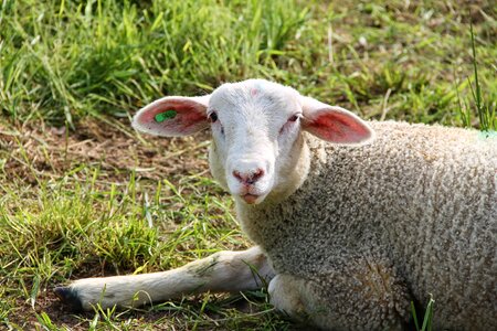 Wool juvenile young