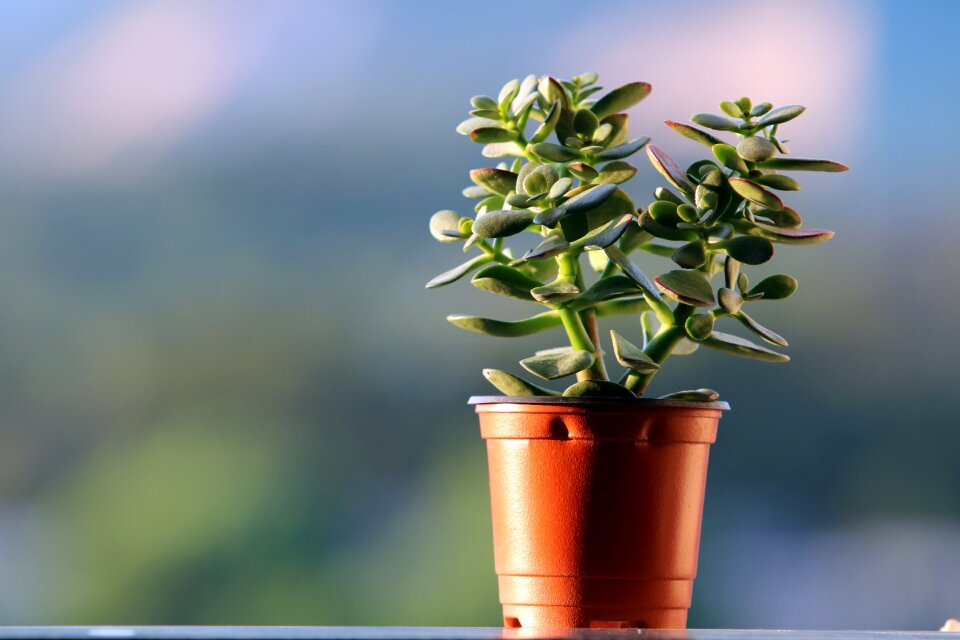 Succulent mini potted flower