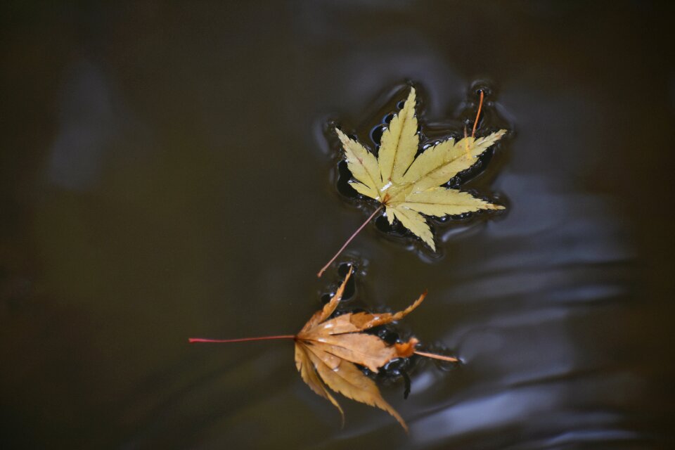 Fallen leaves dead leaves seasonal
