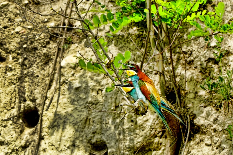 European bee eater colorful spring dress spring
