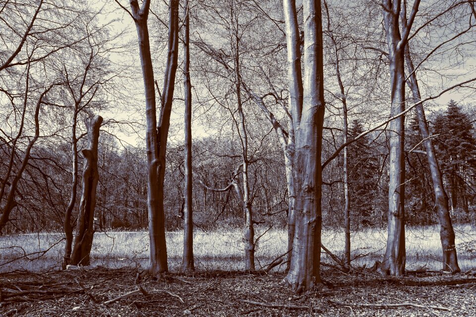 Forest forest edge landscape