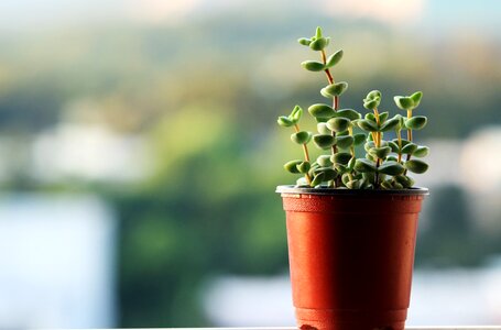 Succulent mini potted flower