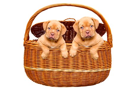 Basket bordeaux mastiff cute