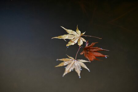 Fallen leaves dead leaves seasonal