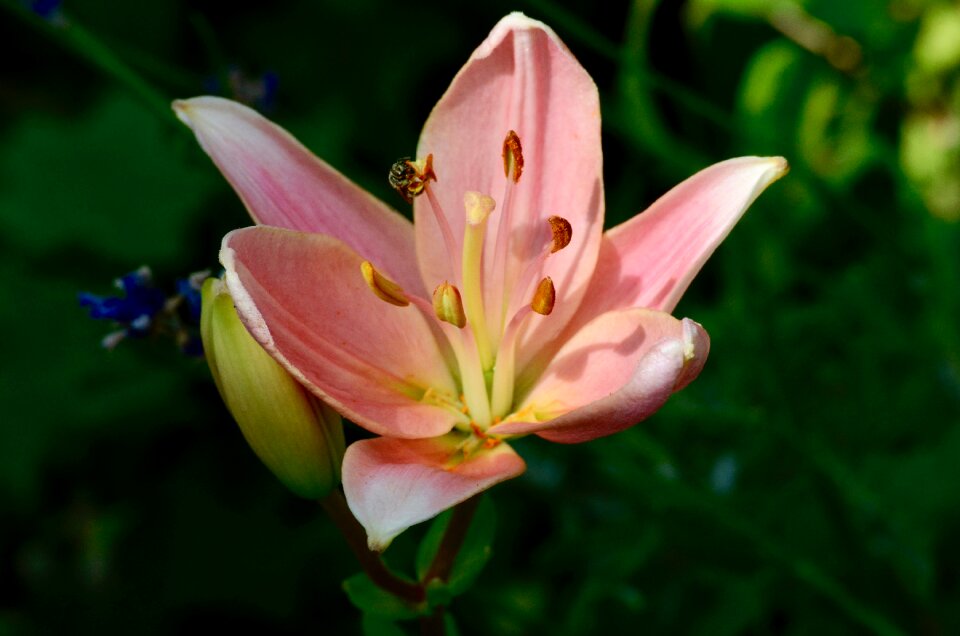 Blossom bloom plant