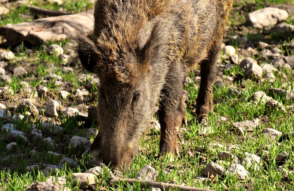 Pigs nature wildpark poing