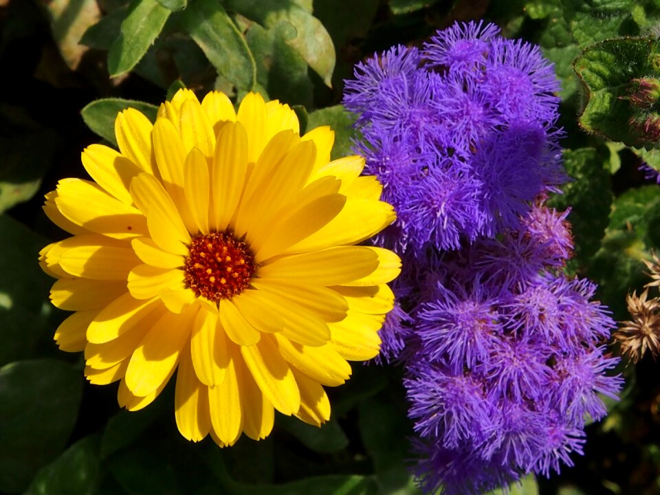 Yellow flower violet summer flowers