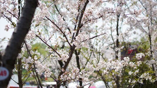 Cherry blossom park in full bloom photo