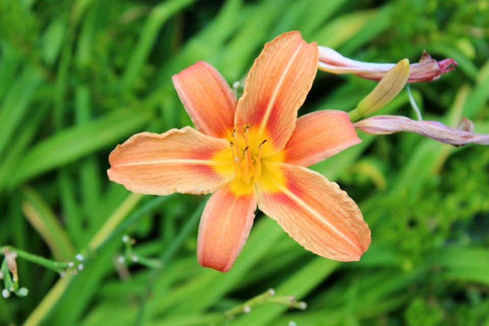 Orange yellow lilium