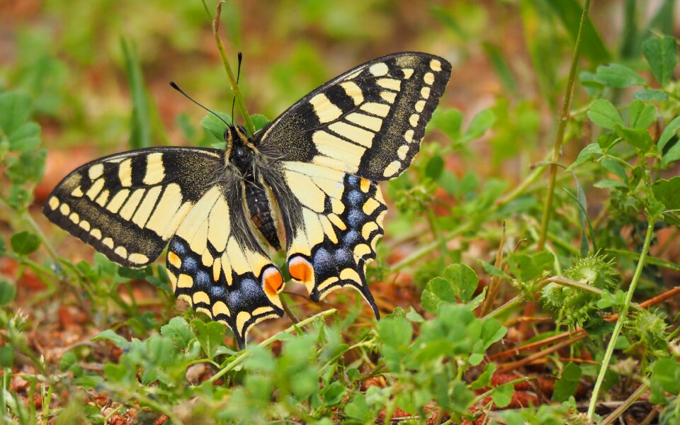 Butterfly close up wings