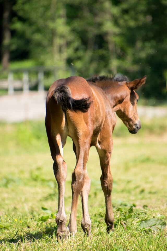 Mare stallion ride