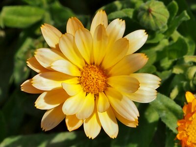 Marigold yellow flower summer flower