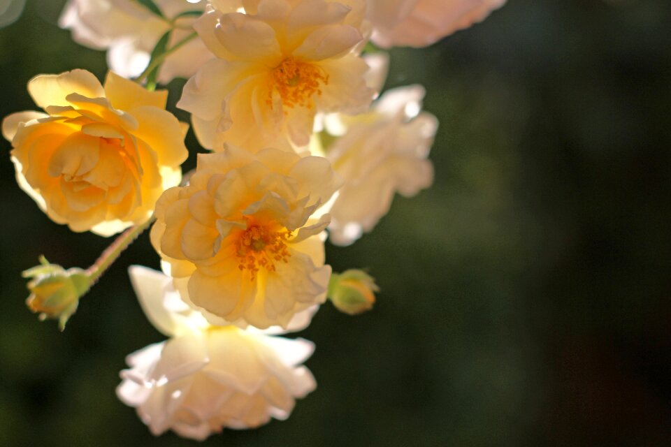 Rampler climbing rose tender photo