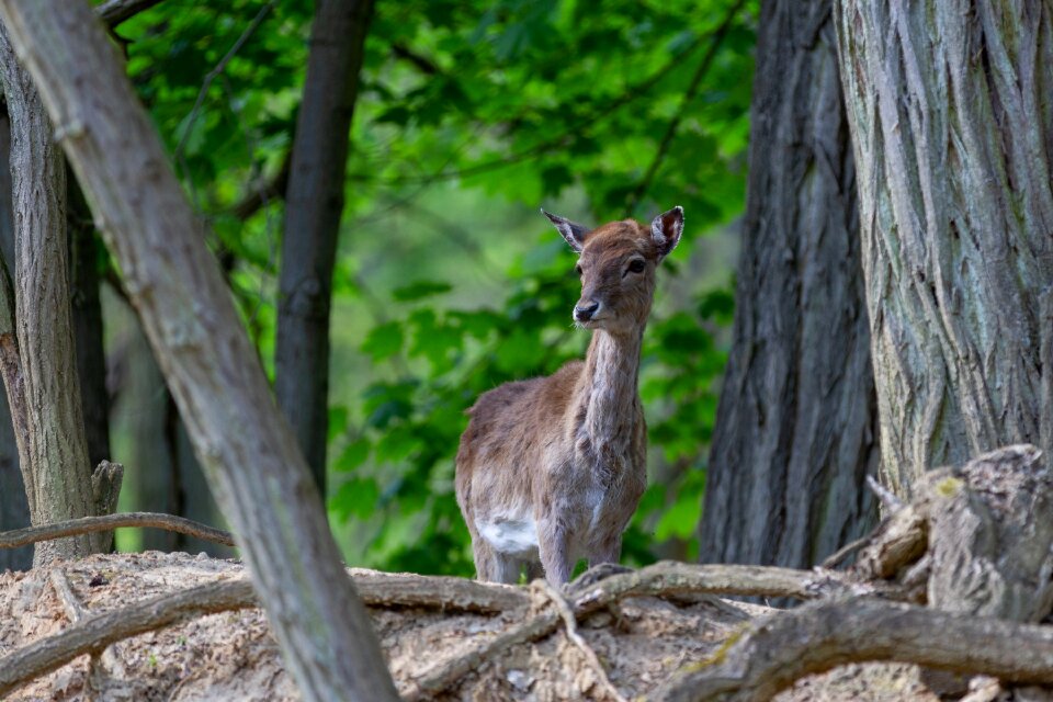 Wild animal forest animal scheu