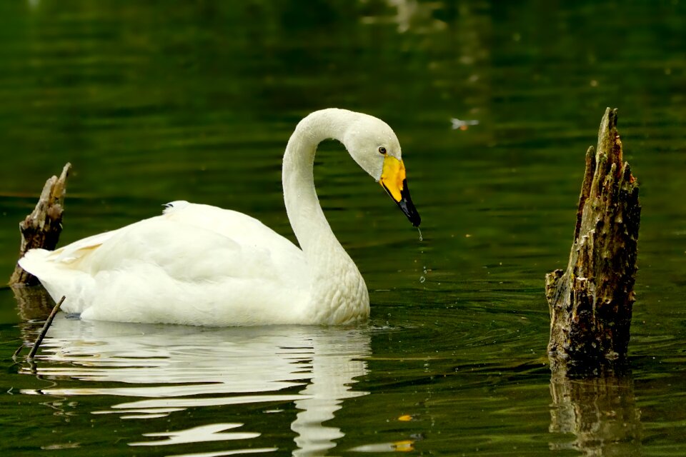 Whooper swan water bird water